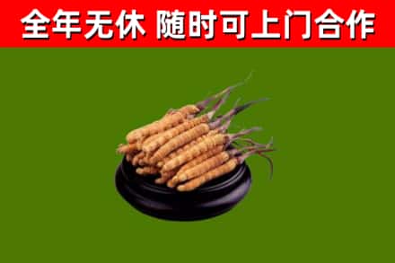 云阳县回收冬虫夏草