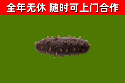 云阳县回收海参干
